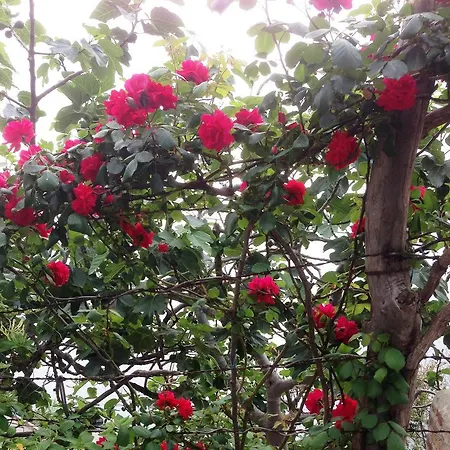 לינה וארוחת בוקר Magnolia House 2*
