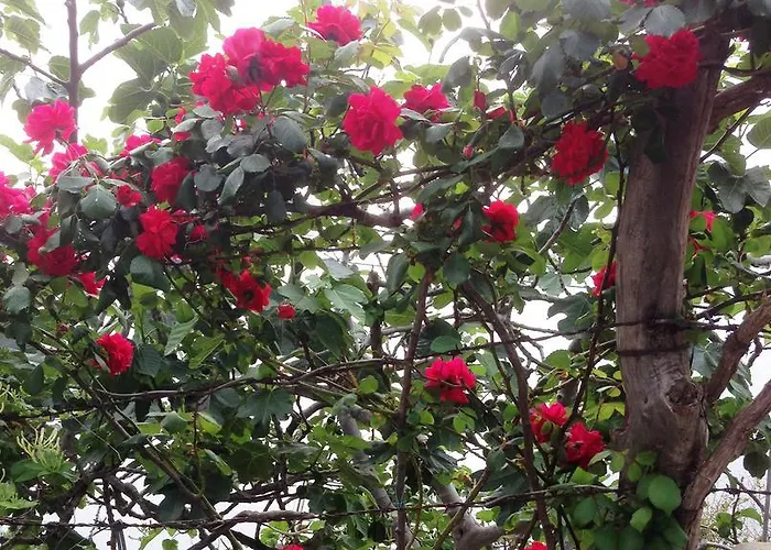 לינה וארוחת בוקר Magnolia House 2*